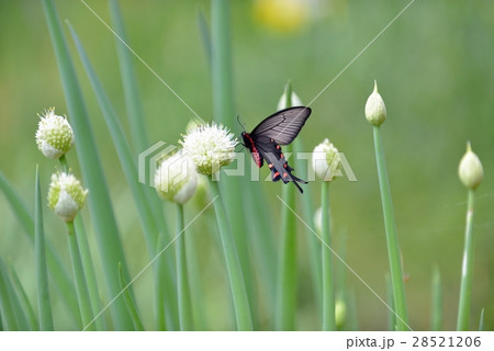 ジャコウアゲハ♀　葱坊主で吸蜜 28521206