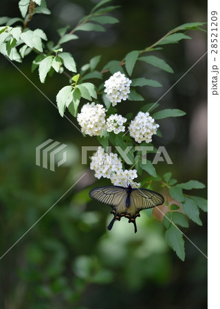 ジャコウアゲハ（雌）　コデマリで休息中 28521209