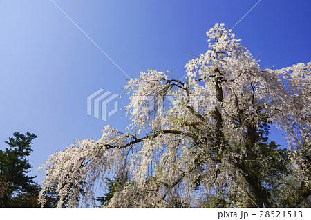 角館のシダレザクラ 角館のシダレザクラ 28521513