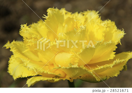 Yellow Tulip Yellow Tulip 28521671