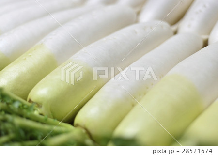 大根 大根 28521674
