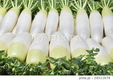 大根 28521678