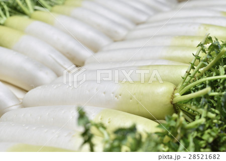 大根 大根 28521682