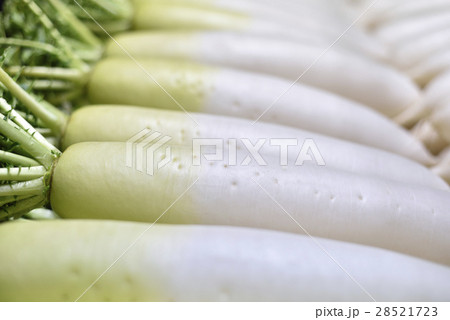 大根 28521723