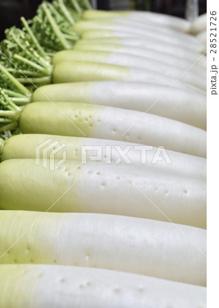 大根 28521726