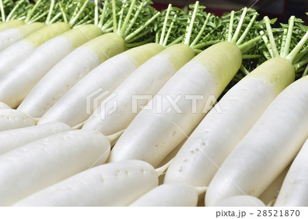大根 28521870