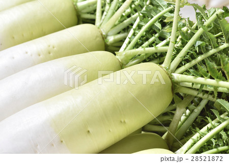 大根 28521872