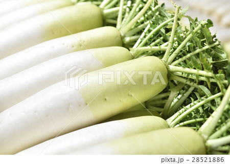 大根 28521886