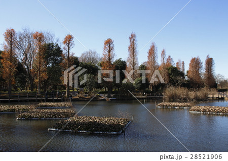 晩秋の川口自然公園にて（埼玉県川口市） 28521906