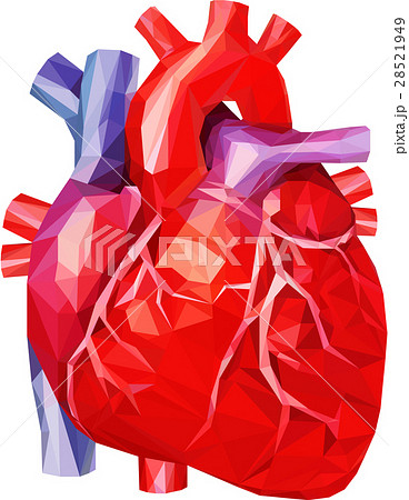 Realistic Human Heart In Low Poly With Veins のイラスト素材 28521949 Pixta