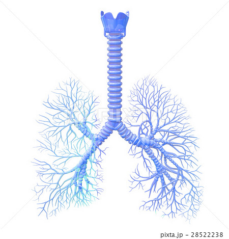 気管気管支のイラスト素材
