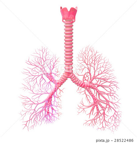 気管気管支ピンクのイラスト素材