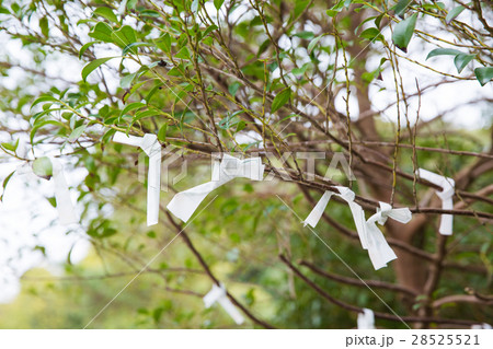 枝に結ばれたおみくじ 28525521