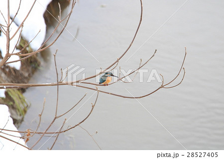 大雪が降った後川の上の雪が落ちた枝に佇むカワセミ 大雪が降った後川の上の雪が落ちた枝に佇むカワセミ 28527405