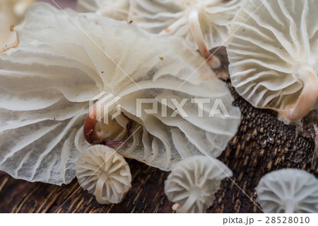white mushroom 28528010
