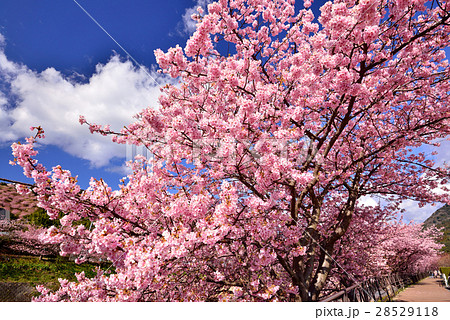 河津桜 河津桜 28529118