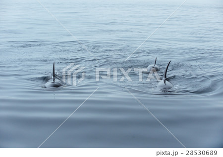知床の海を泳ぐシャチの群れ 28530689
