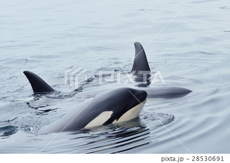 知床の海を泳ぐシャチの群れ 28530691