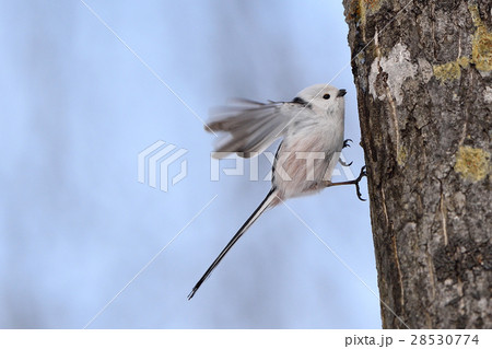 シマエナガ 28530774