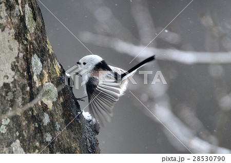 雪の日 28530790