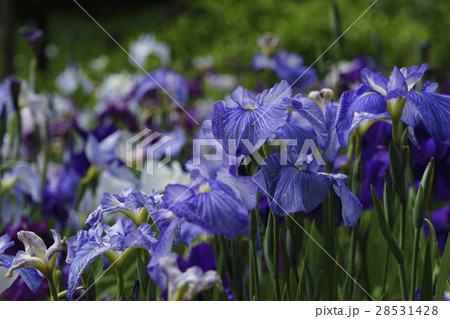 花菖蒲が満開のせせらぎ公園 28531428