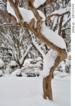 秋田散歩:千秋公園 サルスベリ 秋田散歩:千秋公園 サルスベリ 28532444