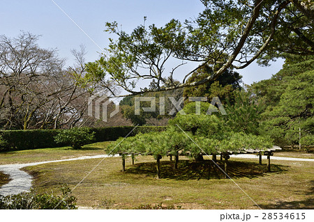 修学院離宮　中離宮　五葉松 28534615
