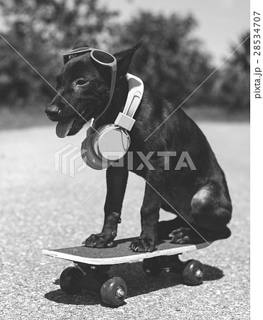 Dog Headphone Skateboard Summer Playful Dog Headphone Skateboard Summer Playful 28534707