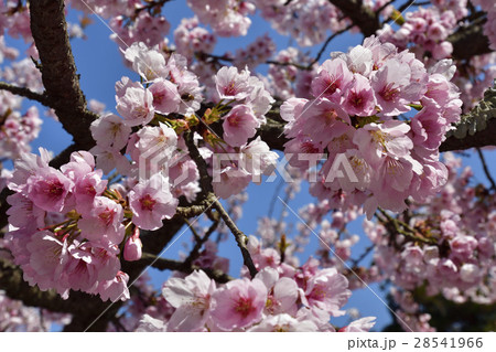 虚空蔵法輪寺　桜 28541966