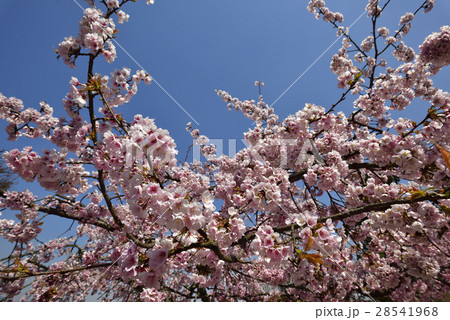 虚空蔵法輪寺 桜 虚空蔵法輪寺 桜 28541968