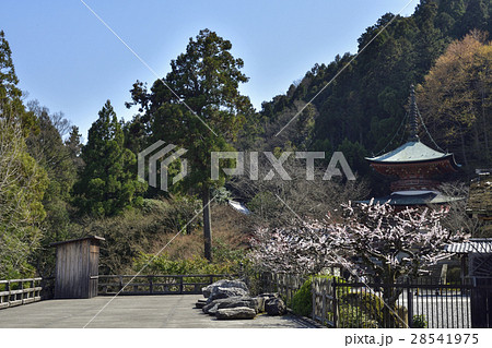 虚空蔵法輪寺　白梅 28541975