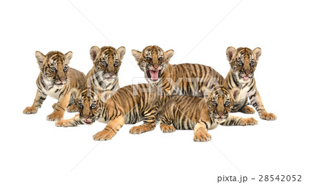 baby bengal tiger isolated 28542052