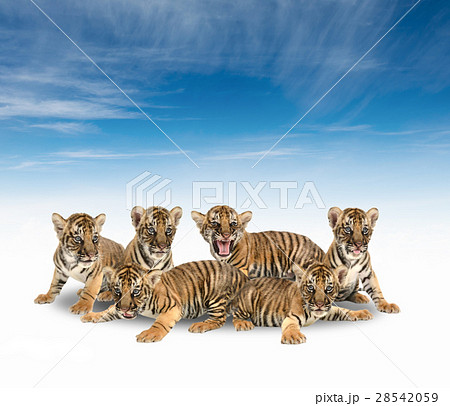 group of baby bengal tiger 28542059