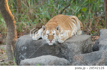 golden tabby tiger golden tabby tiger 28542126