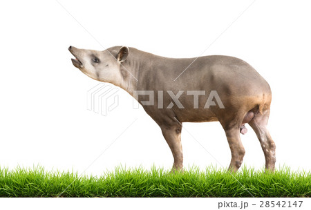 South American Tapir or Brazilian Tapir isolated 28542147