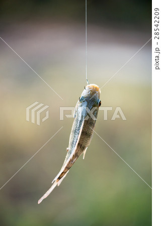 Nile tilapia fish hanging on hook 28542209