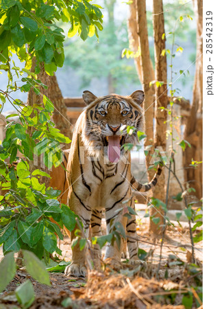 indochinese tiger facial expression indochinese tiger facial expression 28542319