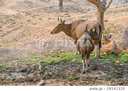 banteng (Bos javanicus) banteng (Bos javanicus) 28542320