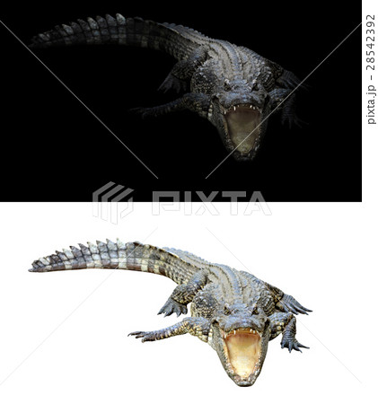 fresh spring green grass isolated 28542392