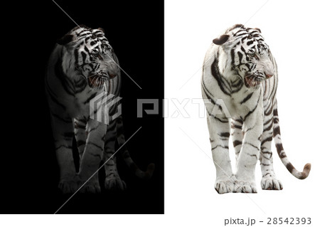 fresh spring green grass isolated 28542393