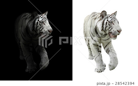 fresh spring green grass isolated 28542394