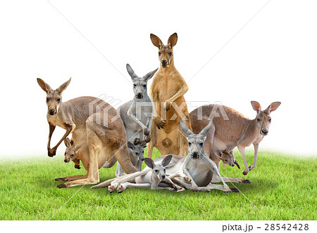 fresh spring green grass isolated 28542428