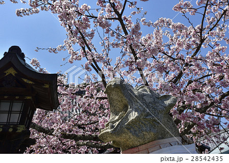 虚空蔵法輪寺　桜 28542435