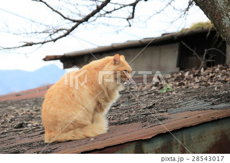 アッカンベーここまでおいで!~トタン屋根の上の猫 広島県尾道市~ アッカンベーここまでおいで!~トタン屋根の上の猫 広島県尾道市~ 28543017