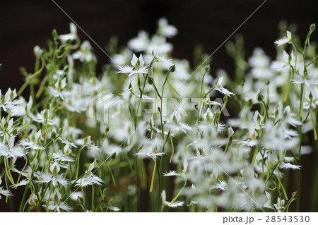 さぎそう サギソウ さぎ草 サギ草 さぎそう サギソウ さぎ草 サギ草 28543530