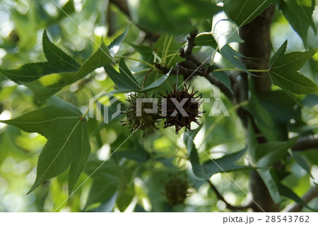 モミジバフウの実 モミジバフウの実 28543762