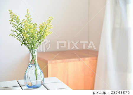 窓辺の花 ソリダコの写真素材