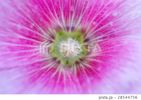 close-up to the pollen of the red  hollyhock  28544756