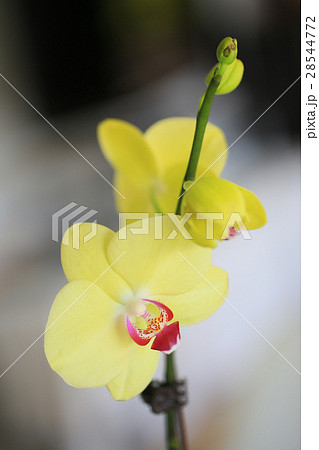 ランの花 28544772