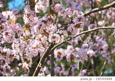 桜 28544989